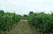 vignes 29920